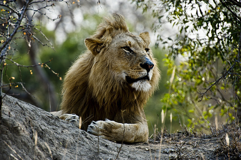  - South Africa