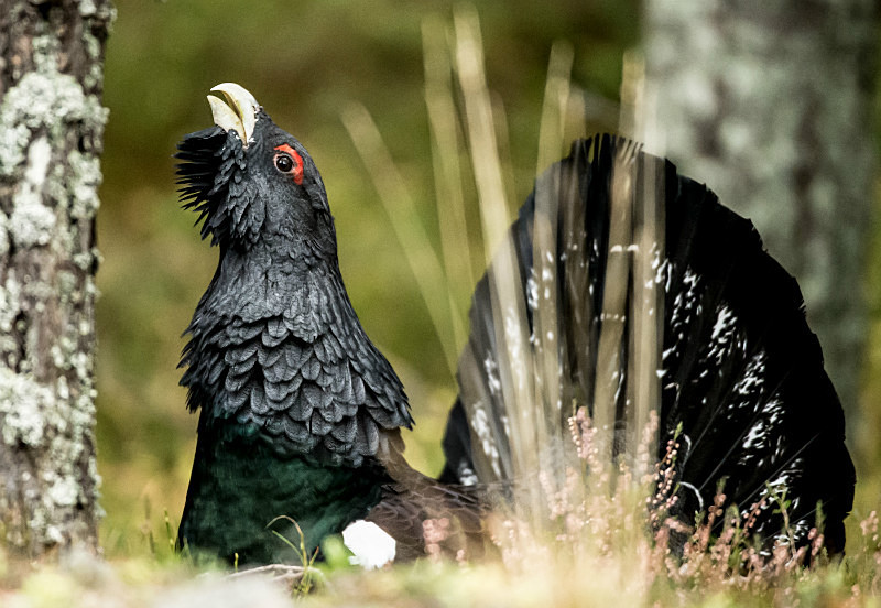  - UK Wildlife