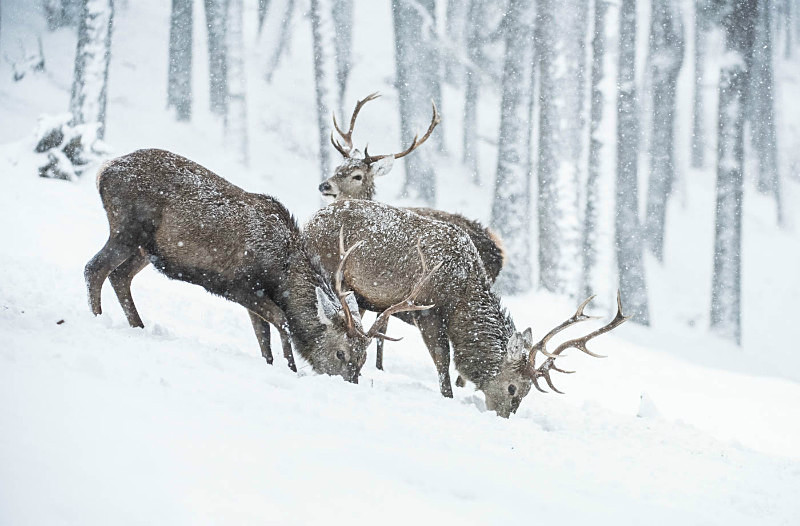  - UK Wildlife
