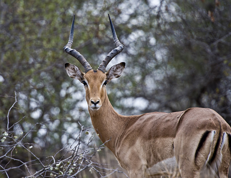  - South Africa