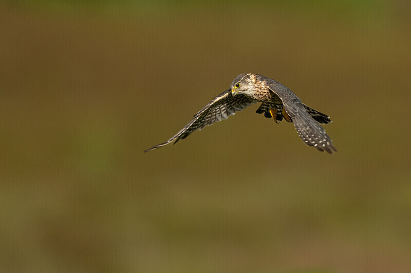 - UK Wildlife
