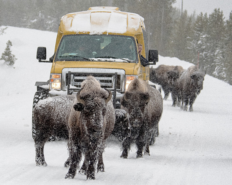 - Yellowstone