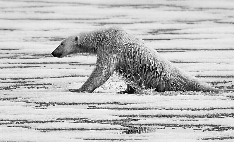  - Monochrome Selection