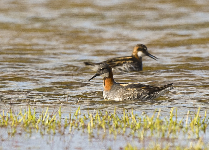  - UK Wildlife