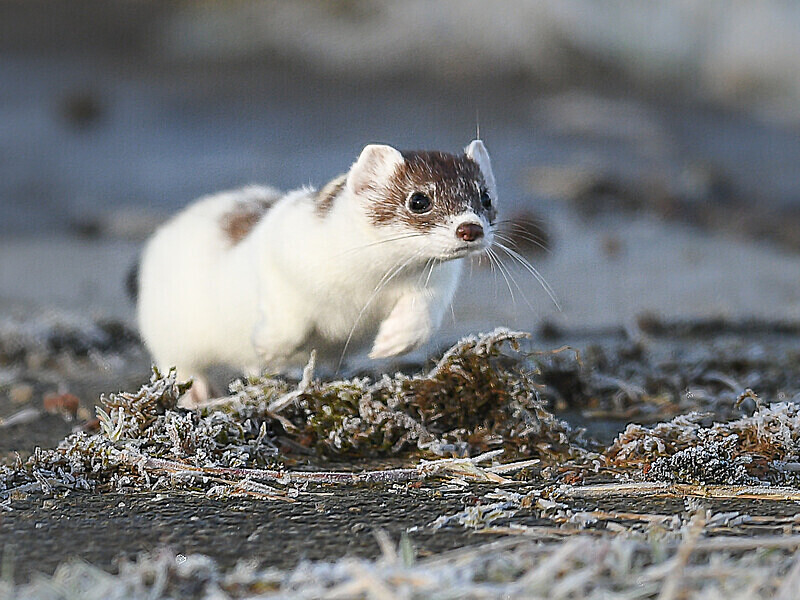  - UK Wildlife