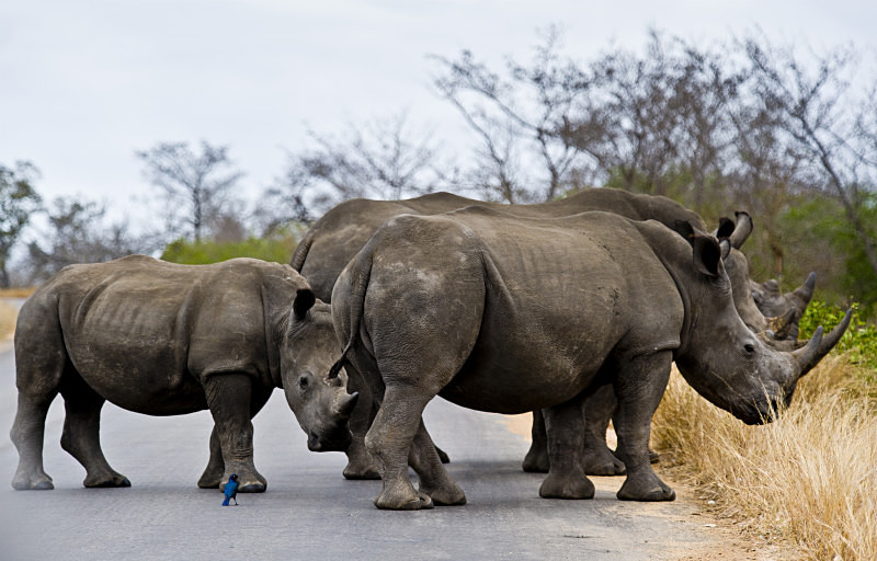  - South Africa