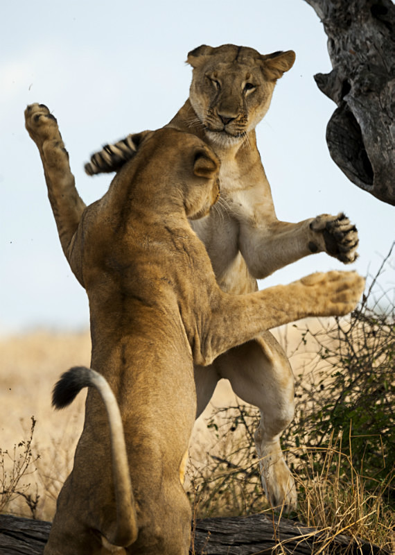 Lions at play - Tanzanian