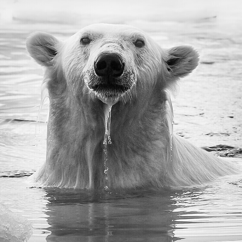  - Monochrome Selection