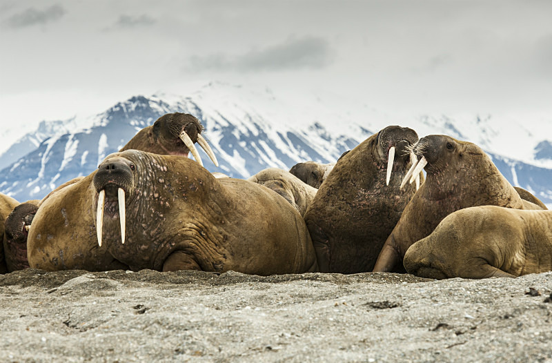  - Arctic