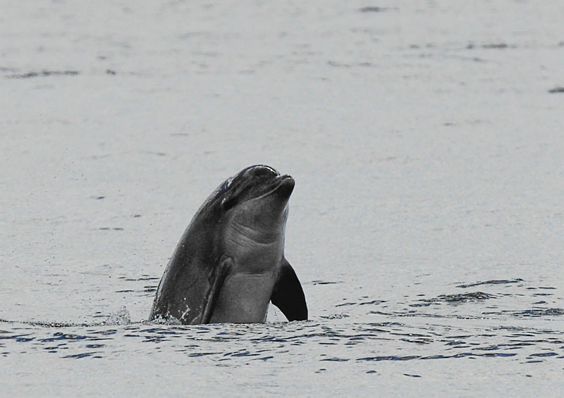  - UK Wildlife