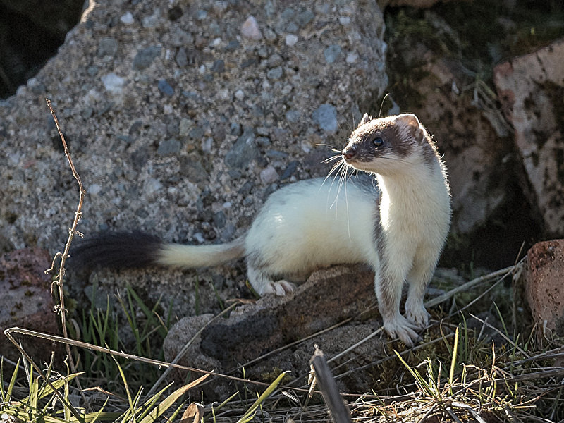  - UK Wildlife