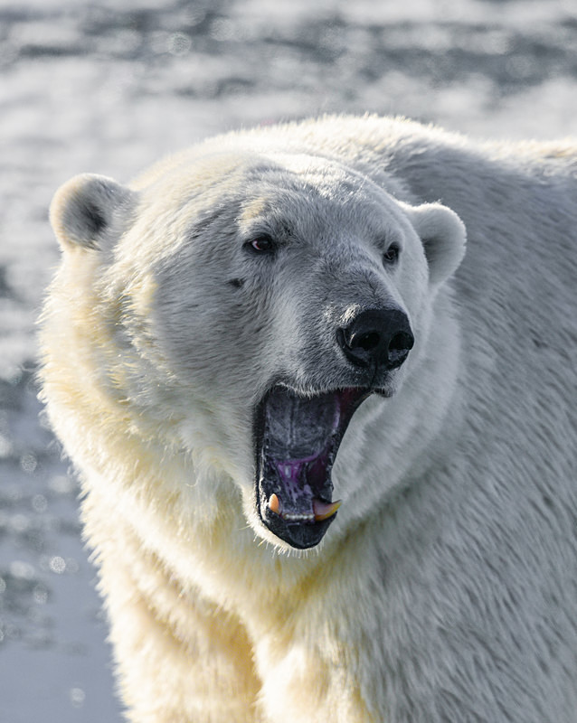  - Arctic