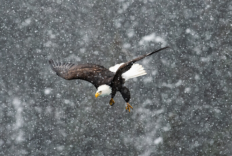  - Alaska
