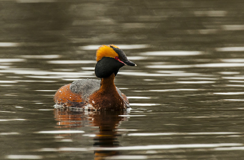  - UK Wildlife
