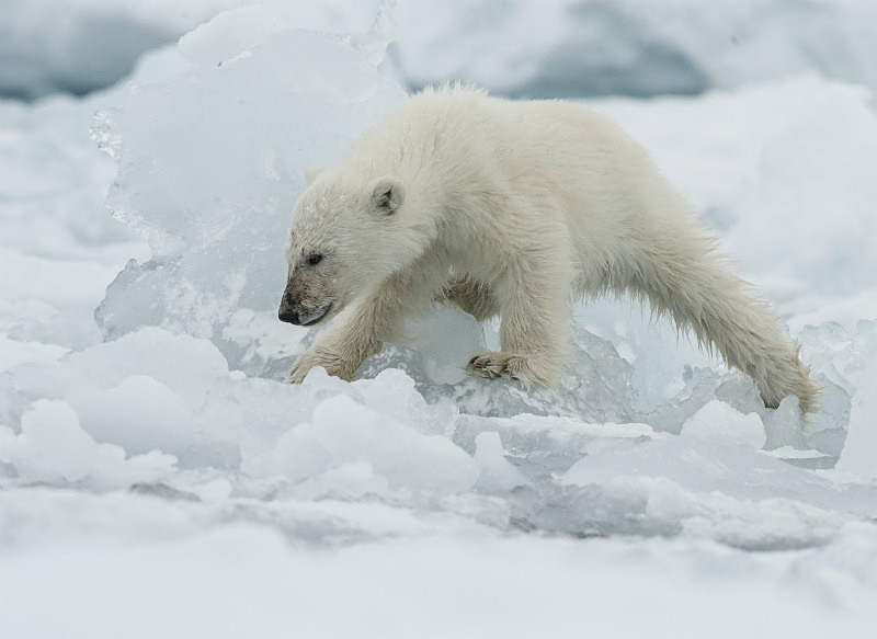  - Arctic