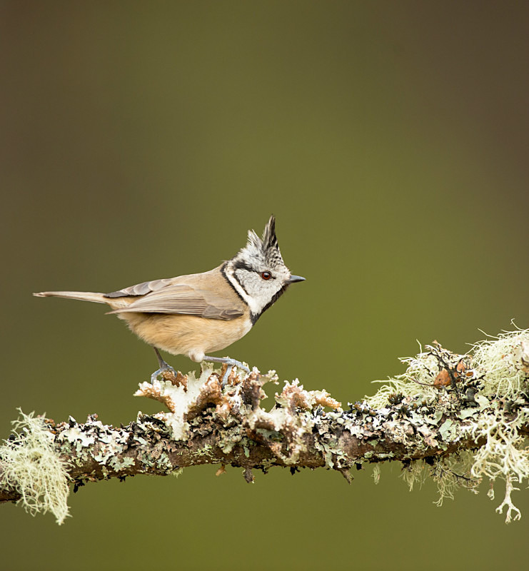  - UK Wildlife