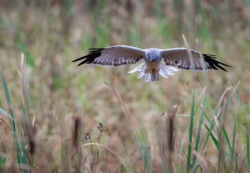  - UK Wildlife
