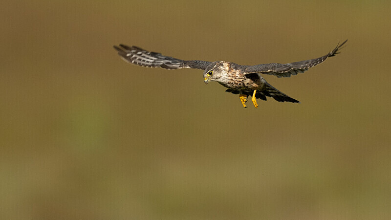  - UK Wildlife