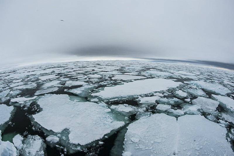  - Arctic