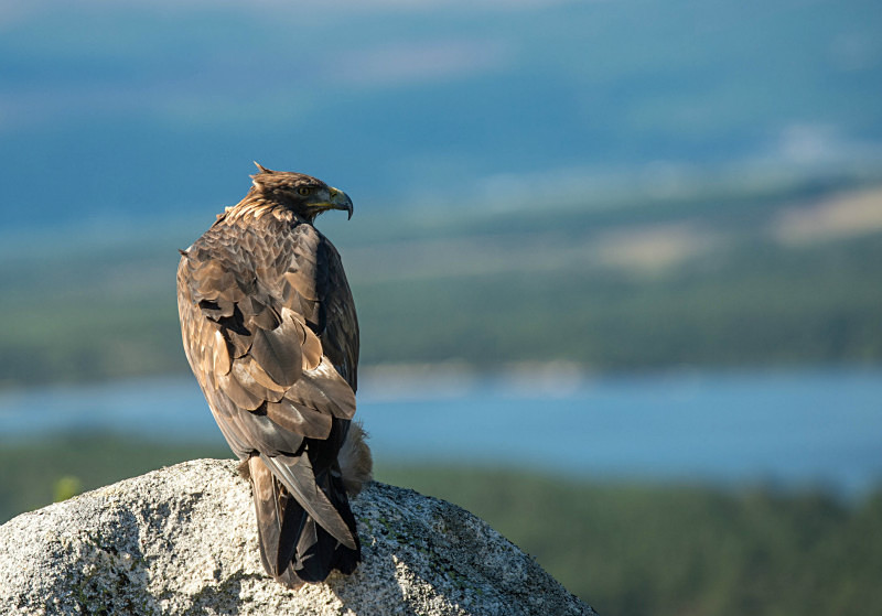  - UK Wildlife