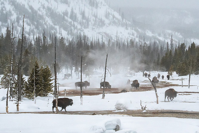  - Yellowstone