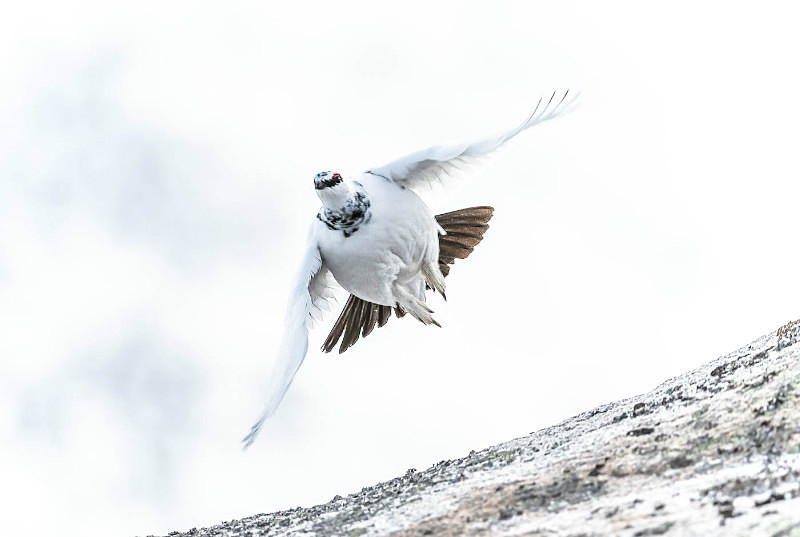  - UK Wildlife