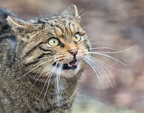  - UK Wildlife