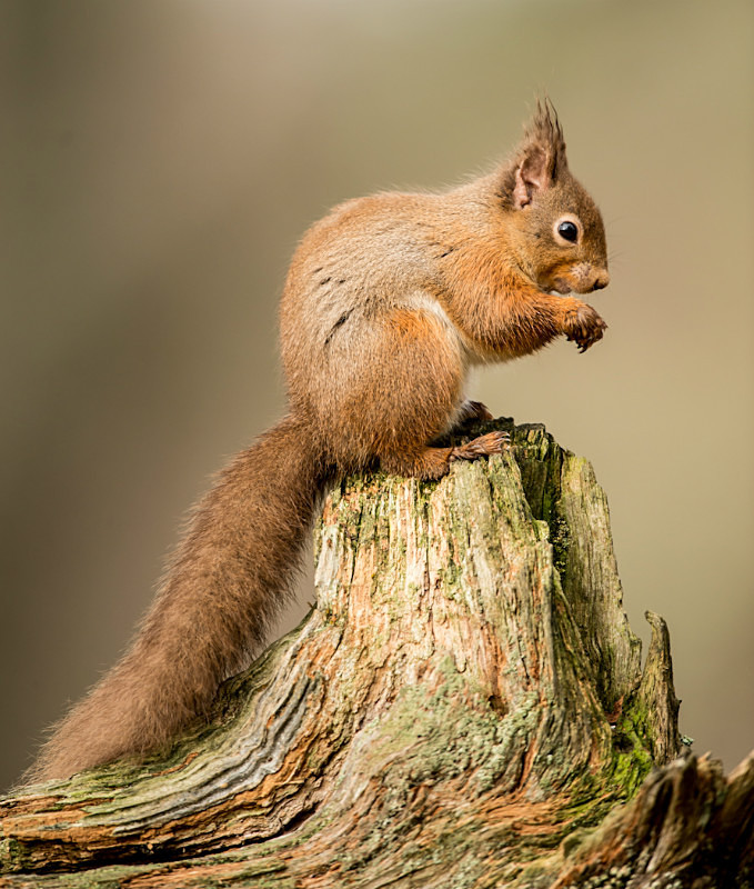 - UK Wildlife
