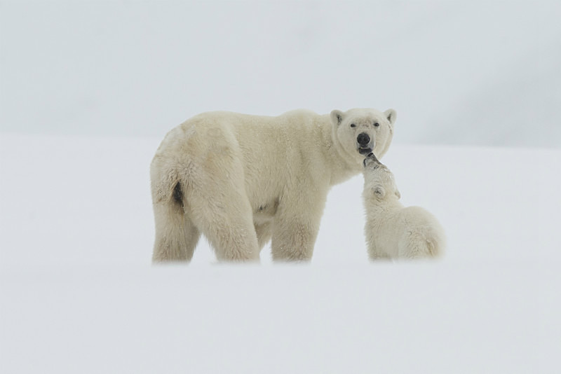  - Arctic