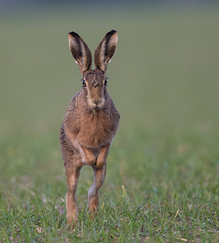  - UK Wildlife