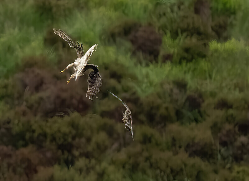  - UK Wildlife