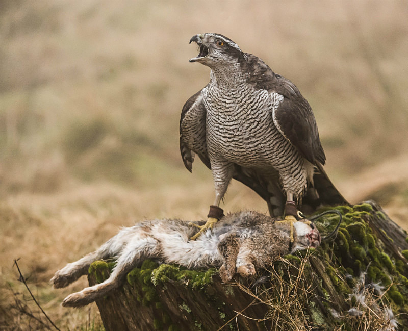  - UK Wildlife