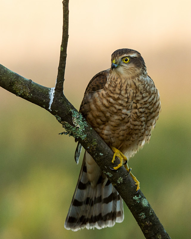  - UK Wildlife