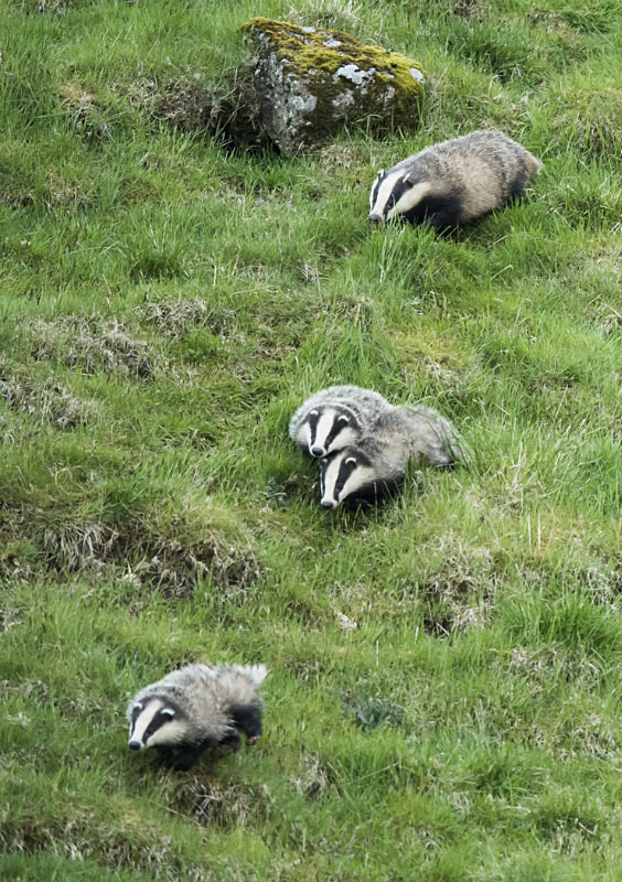  - UK Wildlife