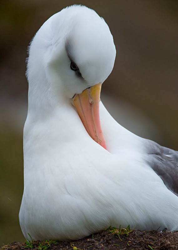  - South Georgia and the Falklands