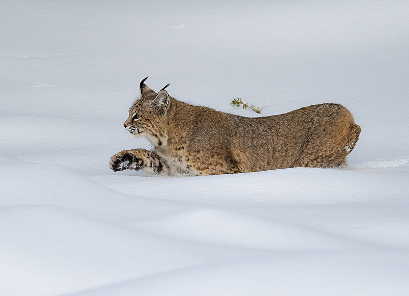 - Yellowstone