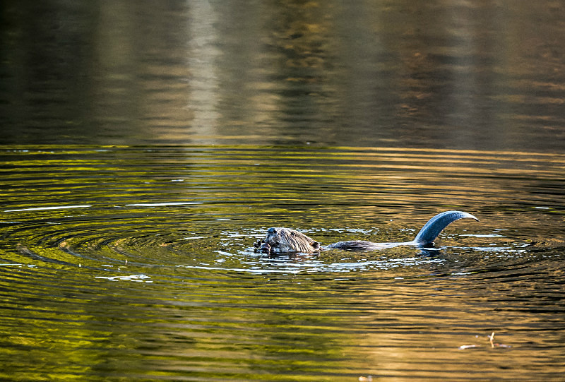  - UK Wildlife