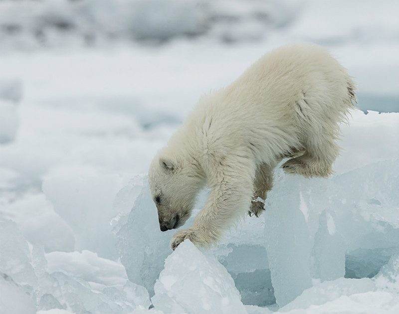  - Arctic