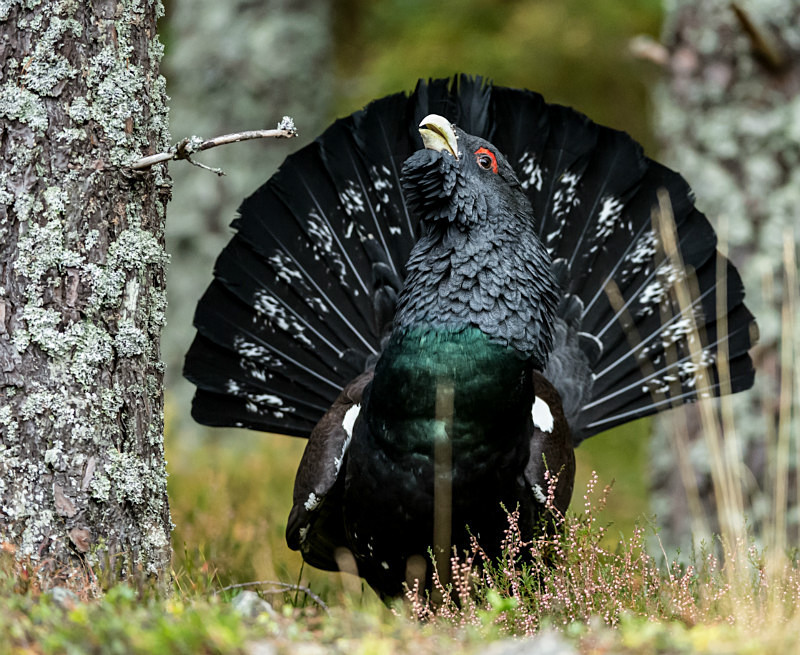  - UK Wildlife