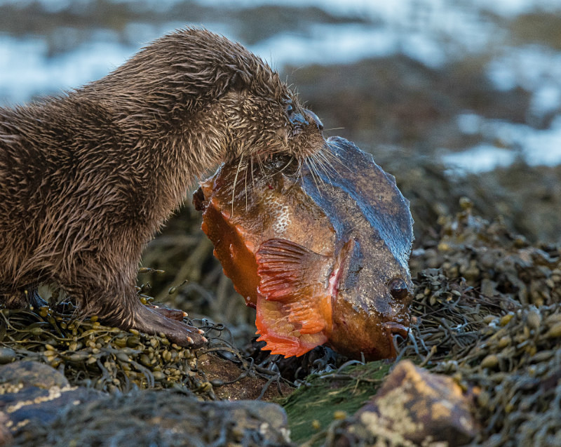  - UK Wildlife