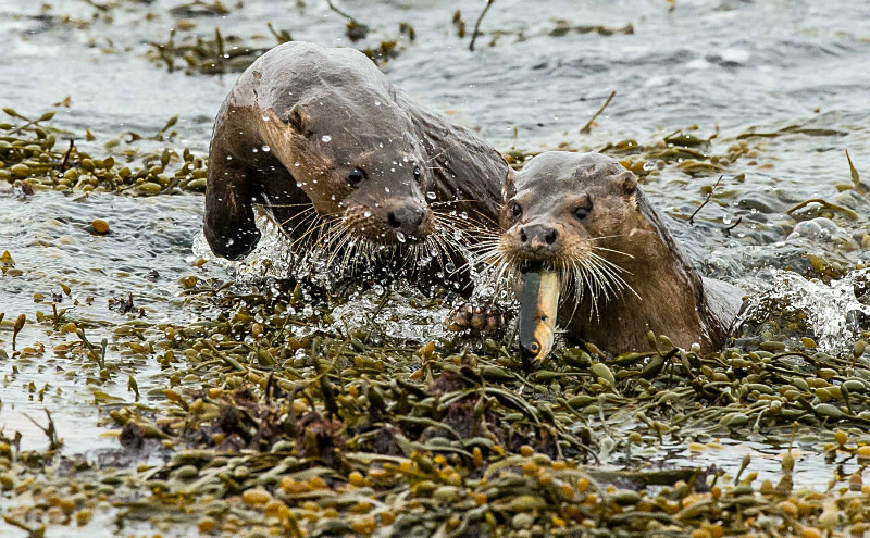  - UK Wildlife
