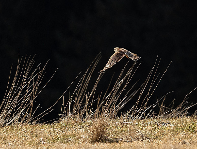  - UK Wildlife