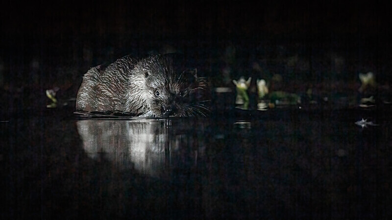  - Wildlife at Night