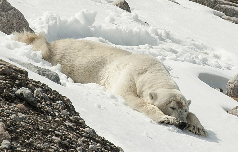  - Arctic