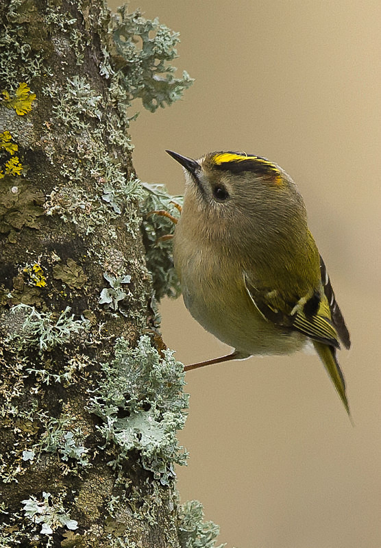  - UK Wildlife
