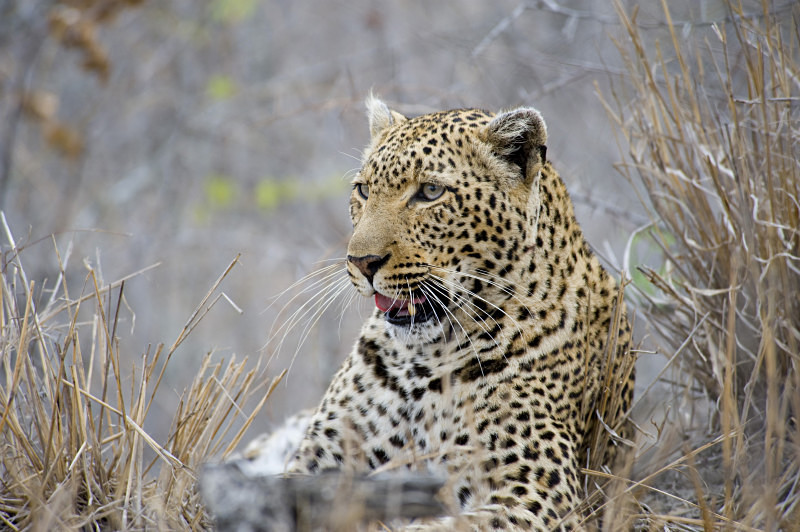  - South Africa