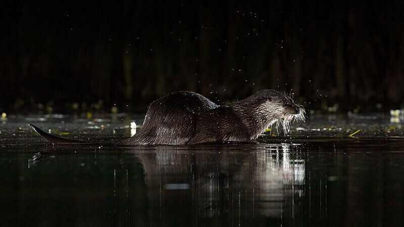  - Wildlife at Night