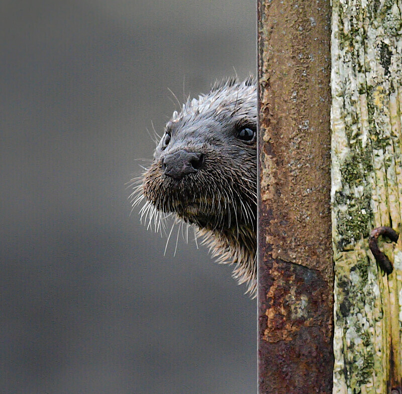  - UK Wildlife