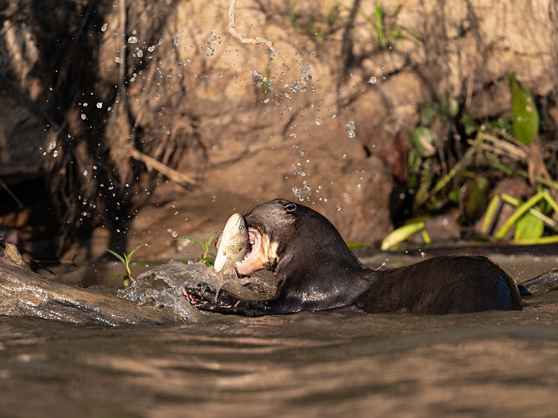  - Pantanal