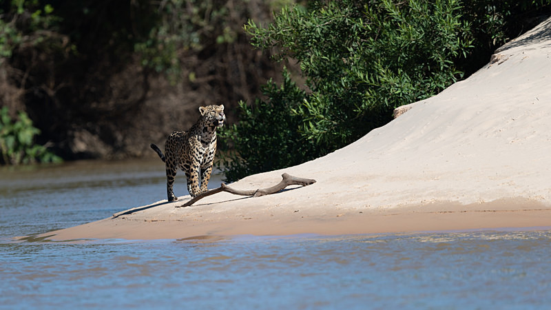  - Pantanal